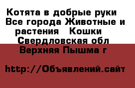 Котята в добрые руки - Все города Животные и растения » Кошки   . Свердловская обл.,Верхняя Пышма г.